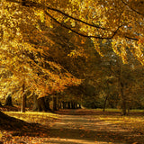 beautiful-autumn-scenery-park-with-yellow-leaves-fallen-ground
