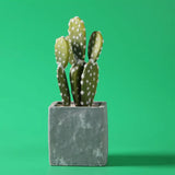 GDX Stüdyo Fon Perde, PVC Arka Plan, Silinebilir, Kırışmaz (Green / Yeşil) 120x200 Cm