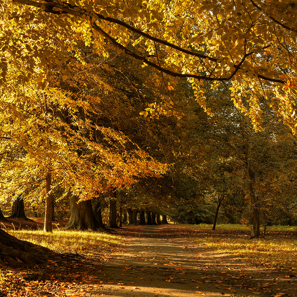 beautiful-autumn-scenery-park-with-yellow-leaves-fallen-ground